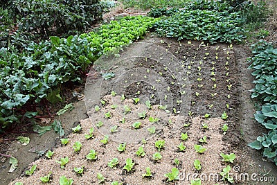 Organic vegetable garden