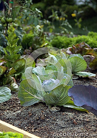 Organic vegetable garden bed