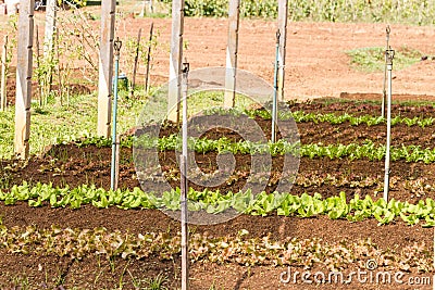 Organic vegetable plot