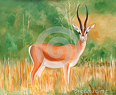 Original painting of a beautiful male Thomson s Gazelle