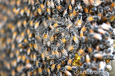 Orking bees on honeycells.