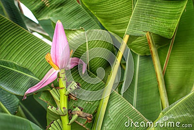 Ornamental Banana Flower