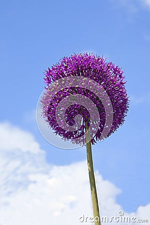 Ornamental onion flower head