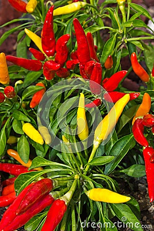 Ornamental Pepper Plant