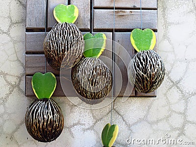 Ornamental plants hang on wall