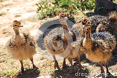Ostrich chicks in South Africa