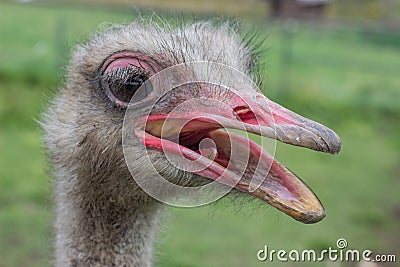 Ostrich head with beak open 2