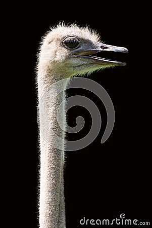 Ostrich head and neck only