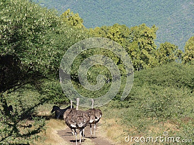 Ostrich On Safari Road