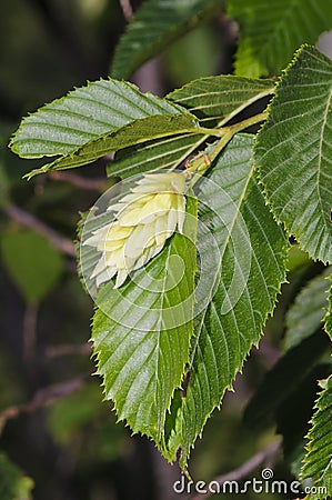 叶子和象纸的结果的结构铁木(ostrya carpinifolia).图片