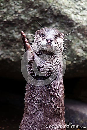 Otter clapping hands