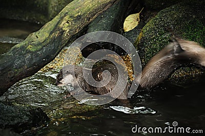 Otter In Singapore Zoo Stock Photography - Im