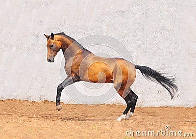 Outstanding pureblood akhal-teke horse plays