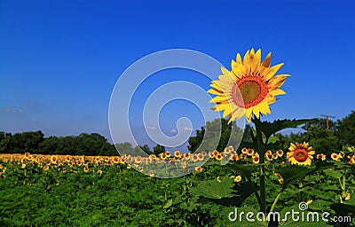 Outstanding Sunflower