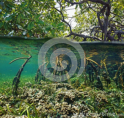 Over and under water surface in the mangrove