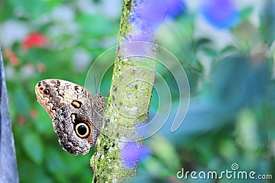 Owl butterfly on tree