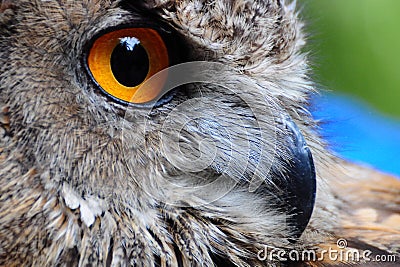 Owl Eye