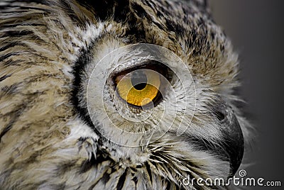 Owl eye