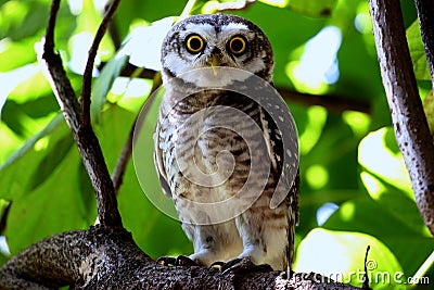 A owl perched on branch with eye contact