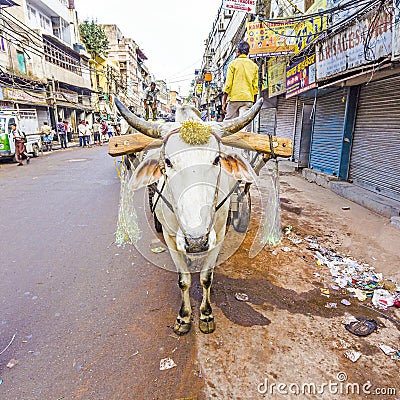 Ox-cart in the streets of Old Delhi