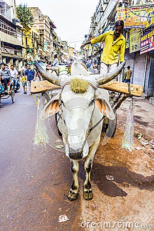 Ox-cart in the streets of Old Delhi