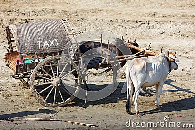 Ox cart taxi transportation in Myanmar