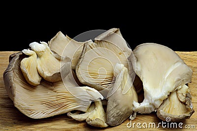 Oyster Mushrooms Against Black