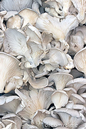 Oyster mushrooms