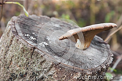 Oyster mushrooms