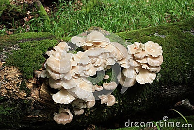 Oyster mushrooms (Pleurotus ostreatus)
