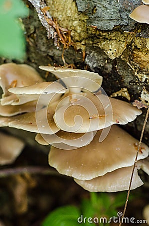 Oyster mushrooms on a stump