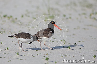 Oystercatcher parent and older chick