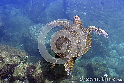 Pacific green sea turtle