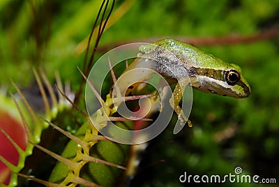 Pacific Tree Frog Trapped