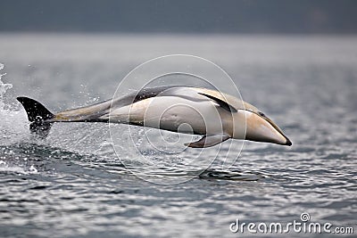 Pacific white-sided dolphin leaping