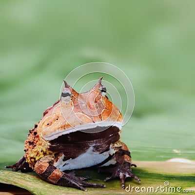 Pacman frog or horned toad Amazon rain forest