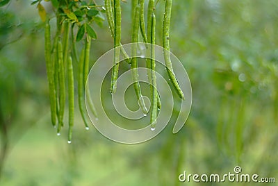 Pagoda tree seed