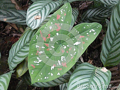 Painted leaf