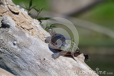 Painted Turtle on a tree branch 3