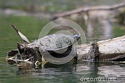 Painted Turtle on a tree branch 2