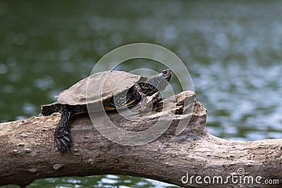 Painted Turtle on a tree branch