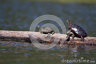 Painted Turtles hanging out