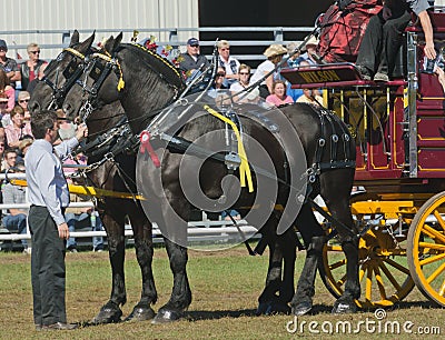 Pair of Black Percheron Horses at Country Fair