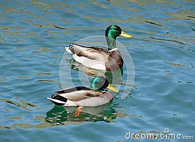 pair-ducks-733317.jpg