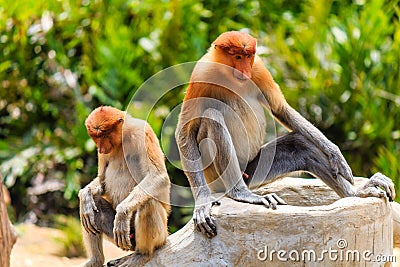 Pair of rare Proboscis Monkeys in the mangroves