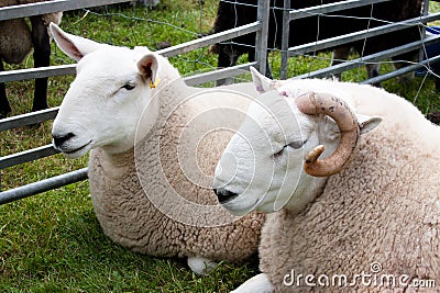 Pair of sheep at agricultural show