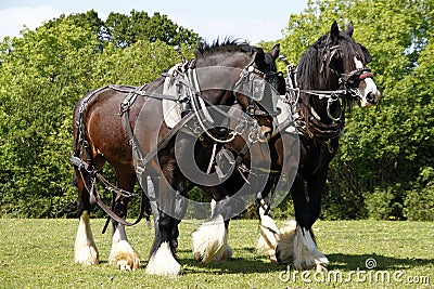 Pair of Shire Horses Working