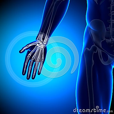 Palm Anatomy - Anatomy Bones Royalty Free Stock Photography - Image