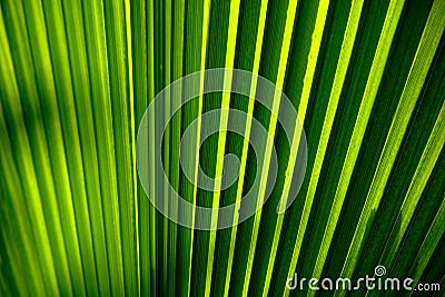 Palm leaf detail