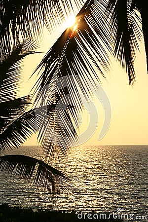 Palm Leaves at Sunset Vertical